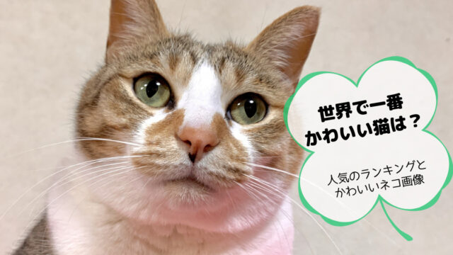 猫のかわいい画像を無料でダウンロードしたい おすすめはどれ