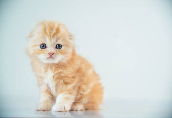 世界で一番かわいい猫は 人気のランキングとかわいいネコ画像