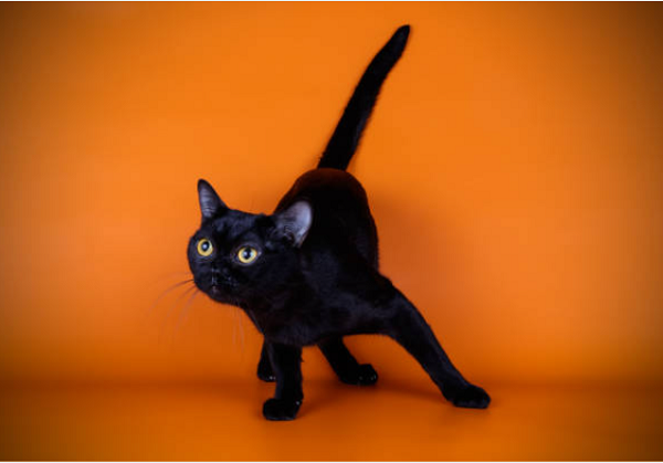 黒猫 種類