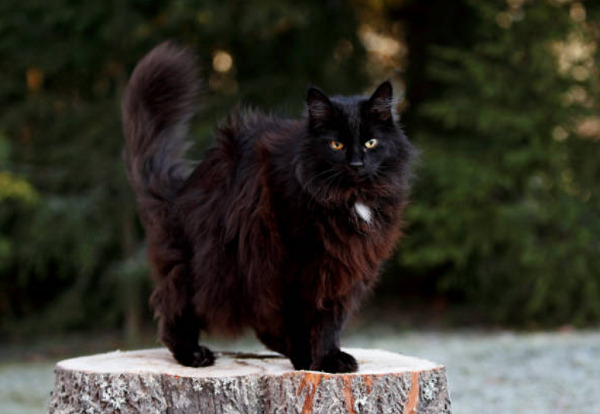 黒猫 種類
